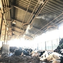 酪農牧場スタッフ募集の画像
