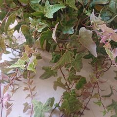 アイビー ヘデラ 班入り 観葉植物①