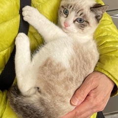 ☆子猫　シャムミックス美男子　4ヶ月☆