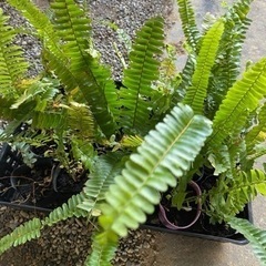 タマシダをください