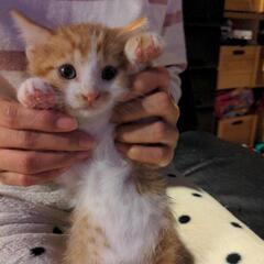 無事みんな里親様決まりました。ありがとうございました。