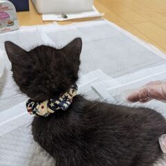 くろねこ 生後1ヶ月半（12/10時点） 男の子