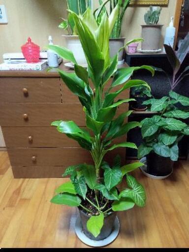 寄せ植えL10