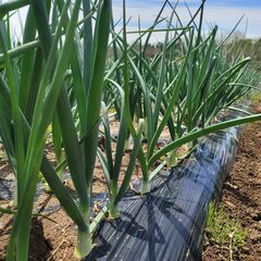 【急募】オーガニック農園で玉ねぎの定植作業スタッフを募集！の画像