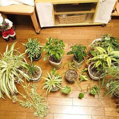 【観葉植物欲しい分だけ譲ります】