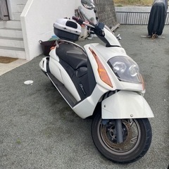 ジェンマの画像