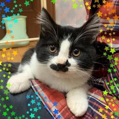動きがかわいく優しい子猫♪