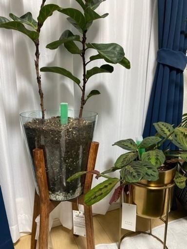 専用　観葉植物　フィカス・カシワバゴム　マランタ・レウコネウラ
