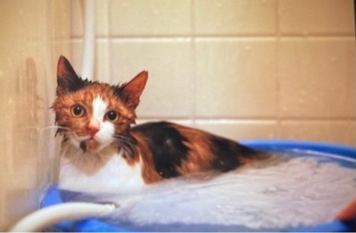 里親様決定丸顔のかわいい三毛猫♀6ヶ月 (くみこ) 片倉町の猫の里親