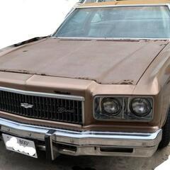 インパラの画像