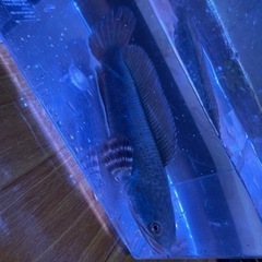 チャンナプルクラ　±20 熱帯魚