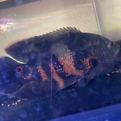 タイガーオスカー　±20cm 熱帯魚