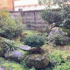 形のいい庭石(苔つき) 無料です。