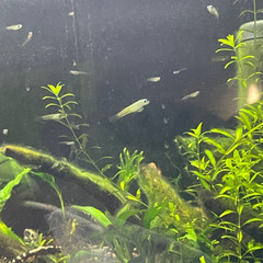 熱帯魚