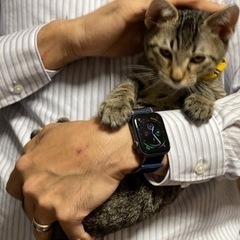 抱っこ大好き!!とっても可愛い!!あいま君(生後3ヶ月)