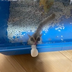 フクロモモンガ雄