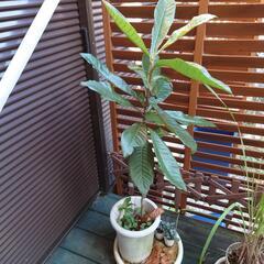びわの木🌴鉢植え