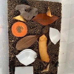 【受け渡し予定者決定】餌用コオロギ　Mサイズ　1.5-2cm 約10匹