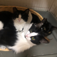 手術済み 3匹の8ヶ月子猫たちオスメス