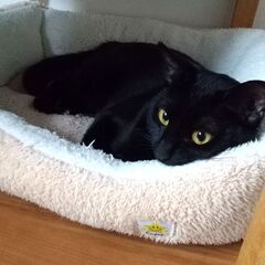 黒猫 8ヶ月 女の子 貰って下さい