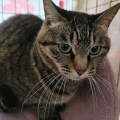 猫達を幸せにする会。里親さん募集してます。