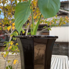 観葉植物 モンステラ −2