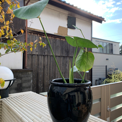 観葉植物 モンステラ−3