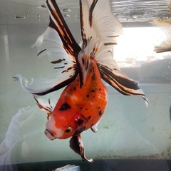 東錦とキャリコの画像