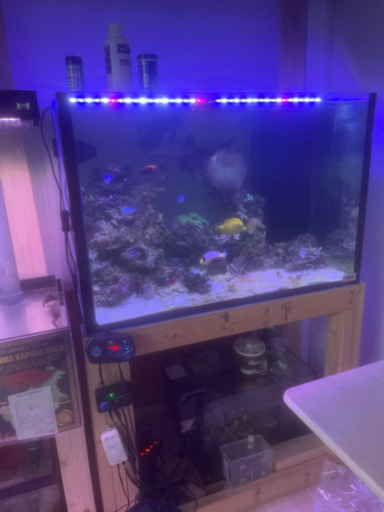 海水魚全セット