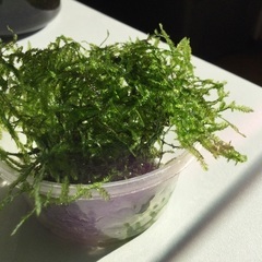 水草（ウィローモス）の画像