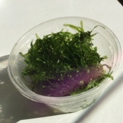 水草（ウィローモス）