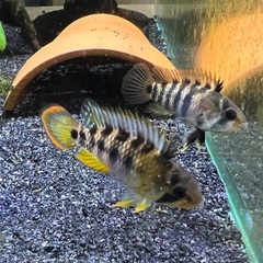 アピストグラマ バエンスヒ(インカ50) 1pr