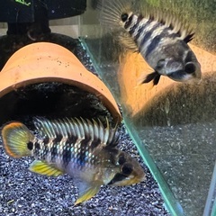 アピストグラマ バエンスヒ(インカ50) 1prの画像