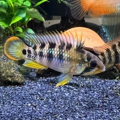 アピストグラマ バエンスヒ(インカ50) 1prの画像