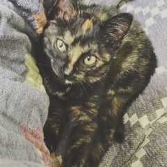 保護猫(子供猫)の里親を募集しています