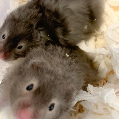 ☆ハムスター②☆