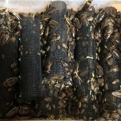 デュビアss千匹