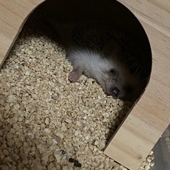 ハリネズミ 6ヶ月
