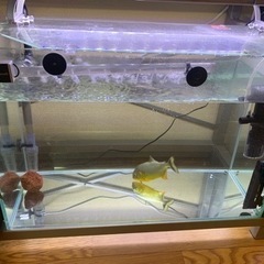 熱帯魚飼育