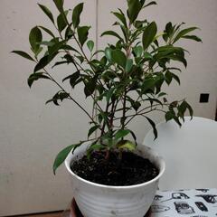 たぶん、ガジュマルだったような、、
