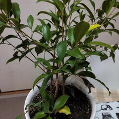 たぶん、ガジュマルだったような、、の画像