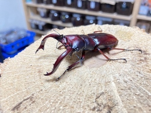 【完売】フォルスターフタマタクワガタ亜種ニシ　♂♀ペア　チベット産