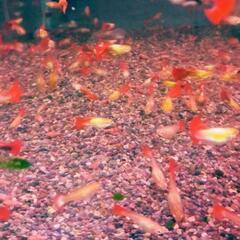 超超🉐PGRguppy  稚魚                 ...