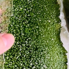 無農薬水草　大量　10本で300円！プレゼント多数　お得　受付中の画像