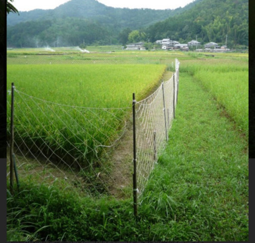 のり網　防獣ネット　2月中旬迄　鹿除け　防鳥ネット　約1.6m×18m 20枚