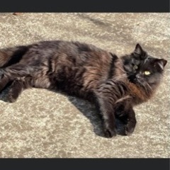 長毛人馴れ黒猫さん🌻