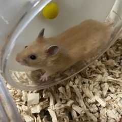 キンクマの男の子の里親を探してます