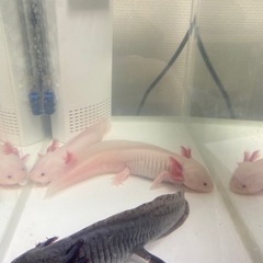 ウーパールーパー　2匹バラ売り可