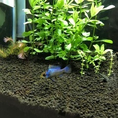 ブルーラミレジィ1匹