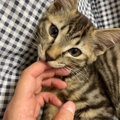 綺麗なイケメンのキジトラ